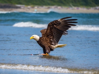 Bald eagle with prey