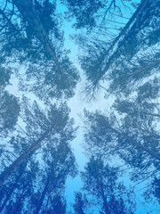 winter landscape, trees bottom view, treetops against the sky