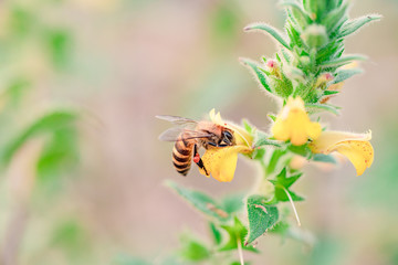 Honey Bee collecting pollen on yellow flower.
