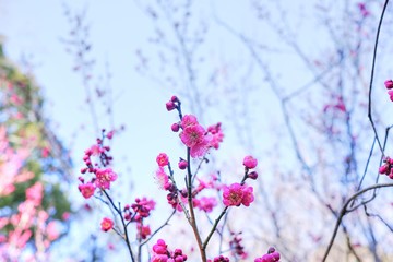 木の枝に咲く赤紫色の梅の花
