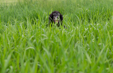 Obraz premium Cocker Spaniel Dog in the Green Grass.