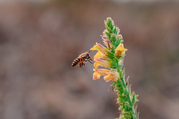 Honey Bee collecting pollen on yellow flower.