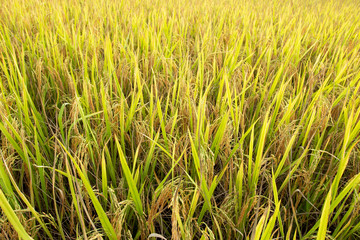 Yellow rice fields on a bright blue sky day.