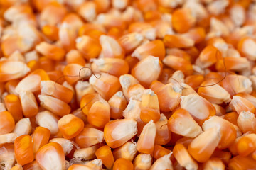 stacks of corn lined up for drying