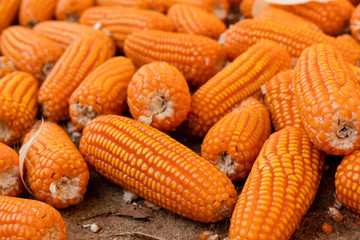 Corn or Maize for processing into fodder.