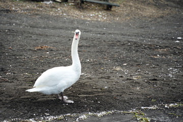 White mute swan standing on the shore with dark sand