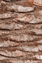 Vertical palm tree bark texture. Abstract natural tropical trendy background.