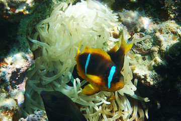 Fototapeta na wymiar orange clown fish