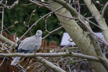 Gray Eurasian collared dove on magnolia's branche in the garden