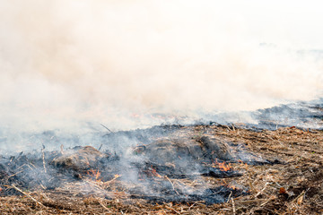 Burning the rest of the corn plant to be made as a natural fertilizer on agricultural land.
