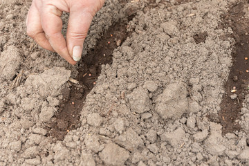 Female hand seeding seed close up shoot in the ground