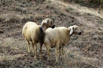Two white sheep graze on a hillside