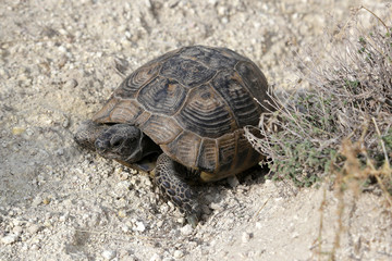 Large steppe tortoise in the valley of Cappadocia.