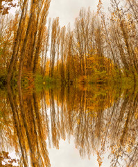 Reflections in the water of some forest trees in autumn