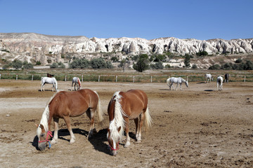 Fototapeta na wymiar Red horses graze near the village of Göreme in the Cappadocia region of Turkey