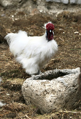 White chicken stands near a drinking bowl.