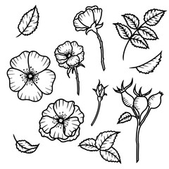 Hand drawn isolated wild rose flowers, rose bud, rose hip berries and leaves. Black outline rose hip icons. Flower line icons. Botanical illustration.