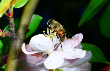Feed aphid fly, in the wild