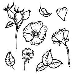 Hand drawn isolated wild rose flowers, rose bud, rose hip berries and leaves. Black outline rose hip icons. Flower line icons. Botanical illustration.