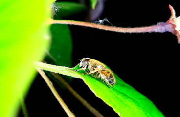 Feed aphid fly, in the wild