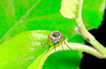 Fly insects, the stolen fly