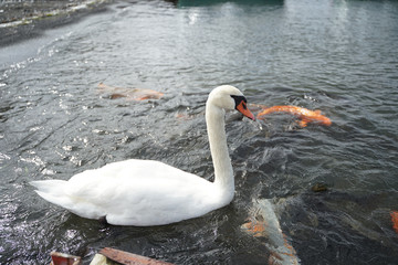 White mute swan floating on the water with black sand shore