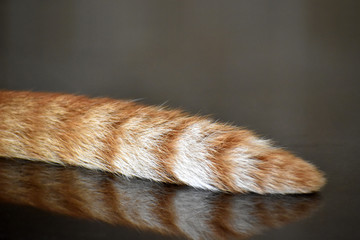Cat tail with copy space. Ginger cat sitting on the floor. Selective focus.