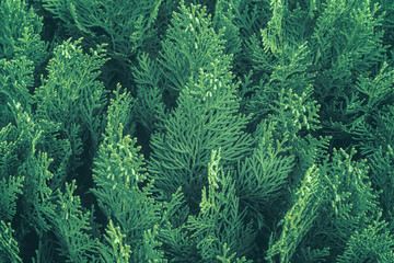Side view of a thuja tree branch. Natural green coniferous pattern. Abstract modern trendy texture background