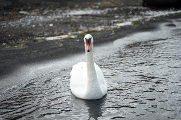 White mute swan floating on the water with black sand shore