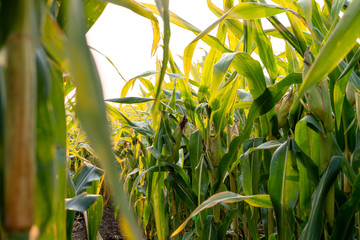 Corn pods on corn trees.