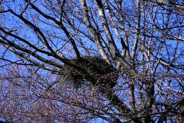 bird of prey nest in tree