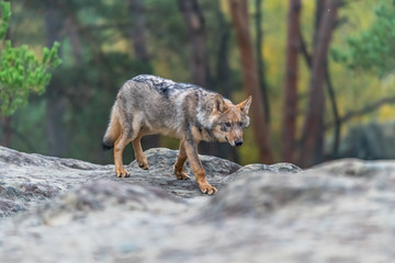 Lone wolf running in autumn forest Czech Republic