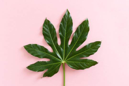 Green aralia leaf on pink background
