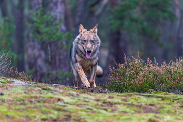 Lone wolf running in autumn forest Czech Republic