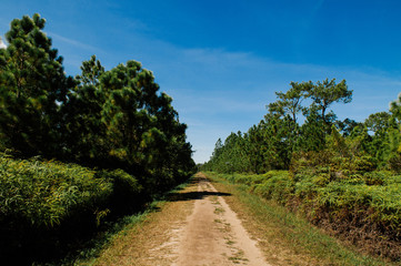 Fototapeta na wymiar Pine tree forest and nature trail road at Phu Kradueng, Loei - Thailand
