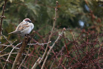 sparrow on the branches of a bush in winter
