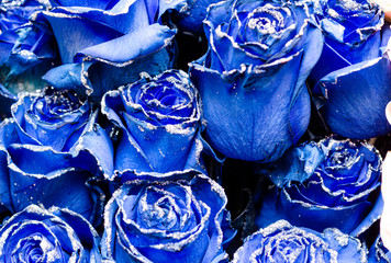 Background images with blue and gray roses