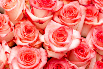 Background images with scarlet roses