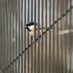 A Coal Tit (Periparus Ater) perches on a wire fence posing for a close up head shot portrait.