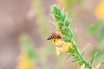 Honey Bee collecting pollen on yellow flower.