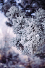 Beautiful frozen trees in winter. Hoarfrost on trees. 