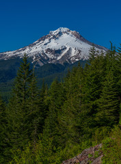 Forest and Mountain - Mt Hood - Oregon