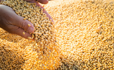 Hands of peasant holding soy beans