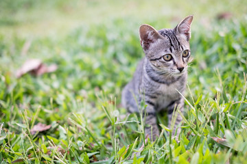 A kitten on the green grass The kitten is looking for prey. The kitten is playing on the green lawn. Space to enter text