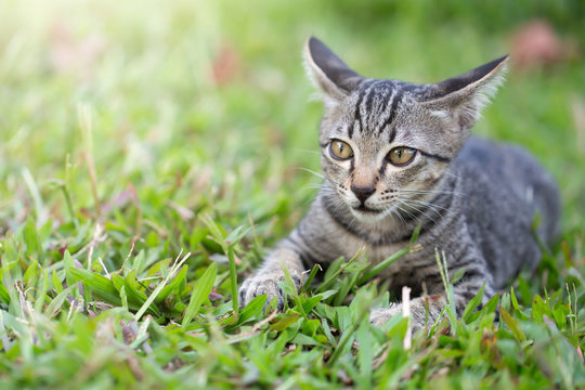 Kittens on green grass. Kittens are threatening prey. Kittens are playing on the green lawn. Kittens sneak on the grass, follow prey or free space enemies to enter text.