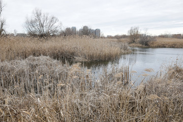 Europe's biggest urban delta, the Văcăreşti Nature Park in Bucharest, Romania.