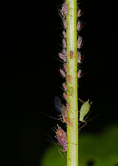 Colony of aphids on the stem of a plant, closeup. Green aphid on the stem, closeup