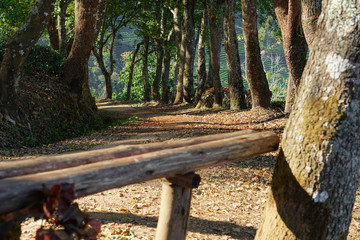 beautiful scenic of forest trail in the morning with sunlight 