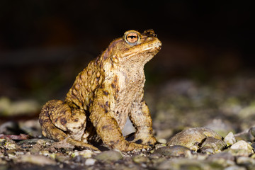 Male specimen of Common or European toad (Bufo bufo) moving during the night in direction of the breeding pond just after the wintering season