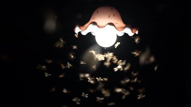 Moths flying in the light bulb